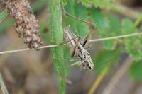 Tessellana tessellata