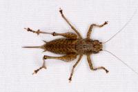 Pholidoptera griseoaptera