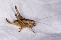 Pholidoptera griseoaptera