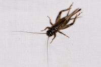 Eumodicogryllus bordigalensis