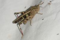 Aiolopus strepens