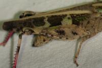 Aiolopus strepens