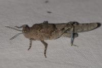 Sphingonotus caerulans