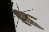 Sphingonotus caerulans