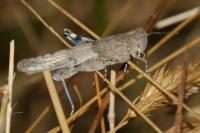 Sphingonotus caerulans