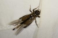 Eumodicogryllus bordigalensis
