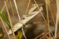 Mantis religiosa