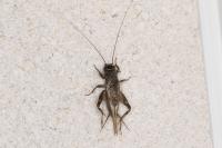 Eumodicogryllus bordigalensis