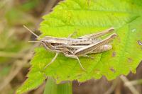 Euchorthippus elegantulus