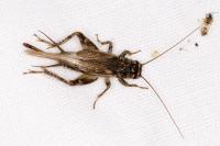 Eumodicogryllus bordigalensis