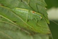 Meconema meridionale