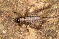 Nemobius sylvestris