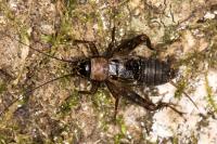 Nemobius sylvestris