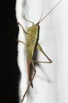 Conocephalus fuscus