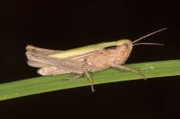 Chorthippus dorsatus
