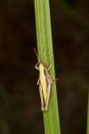 Chorthippus dorsatus