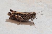 Calliptamus italicus