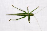 Tettigonia viridissima