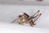 Pholidoptera griseoaptera