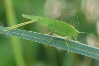 Phaneroptera nana