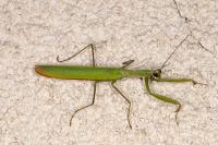 Mantis religiosa