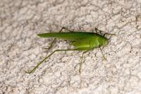 Phaneroptera nana