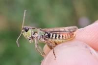 Myrmeleotettix maculatus