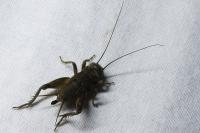 Nemobius sylvestris