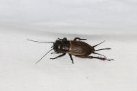 Gryllus campestris