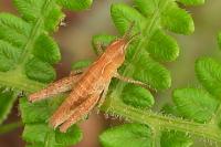 Chorthippus