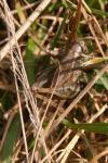 Platycleis albopunctata albopunctata