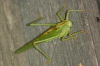 Tettigonia viridissima