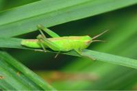Mecostethus parapleurus