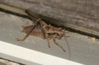 Pholidoptera griseoaptera