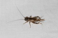 Eumodicogryllus bordigalensis