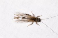 Eumodicogryllus bordigalensis