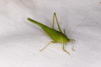 Phaneroptera falcata