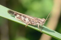 Aiolopus thalassinus