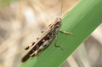 Aiolopus thalassinus
