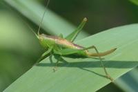 Conocephalus dorsalis
