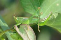 Conocephalus dorsalis