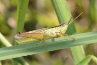 Mecostethus parapleurus