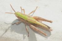 Chorthippus albomarginatus