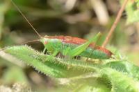 Conocephalus dorsalis