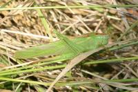 Tettigonia viridissima