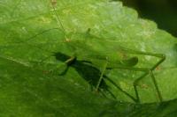 Phaneroptera