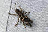 Pezotettix giornae
