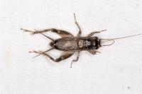 Eumodicogryllus bordigalensis
