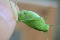 Phaneroptera nana