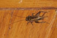 Eumodicogryllus bordigalensis